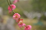 桃花朵朵开