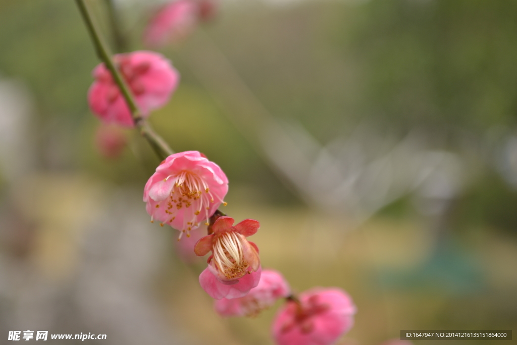 桃花朵朵开