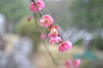 桃花朵朵开