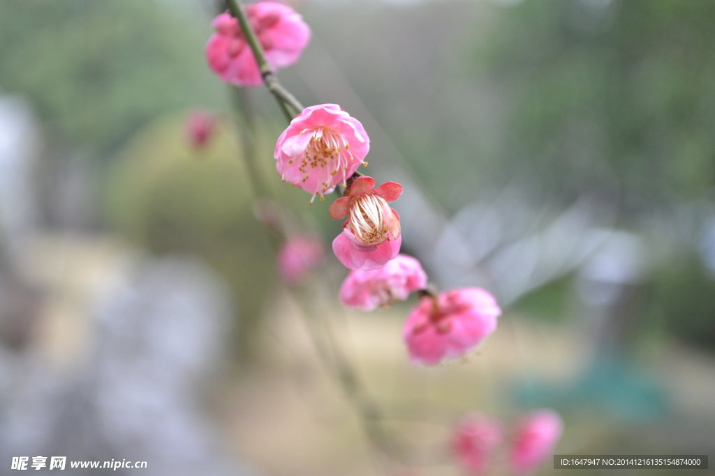 桃花朵朵开