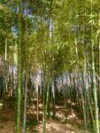 南京将军山的竹林