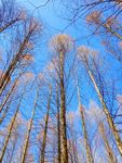 蓝色天空 纯净 冬天 树林