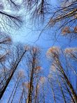 蓝色的冬天 树林 天空 纯净