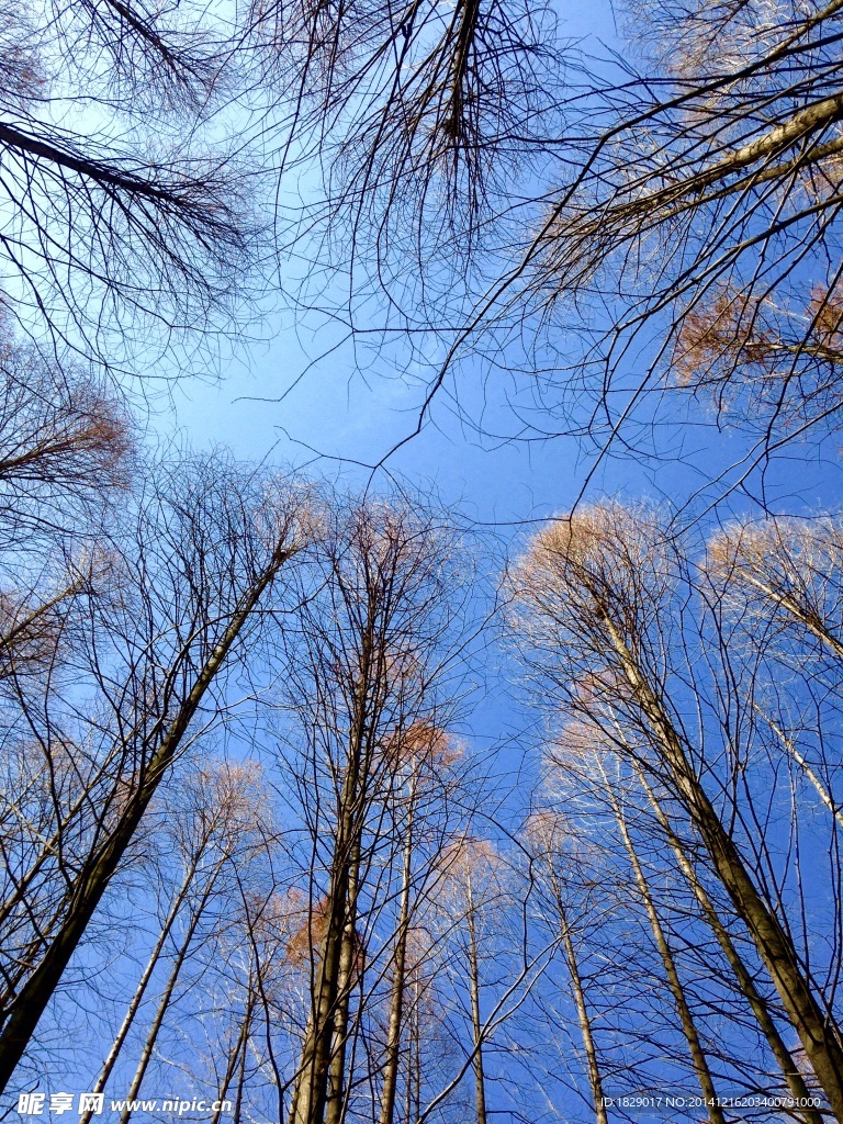蓝色的冬天 树林 天空 纯净