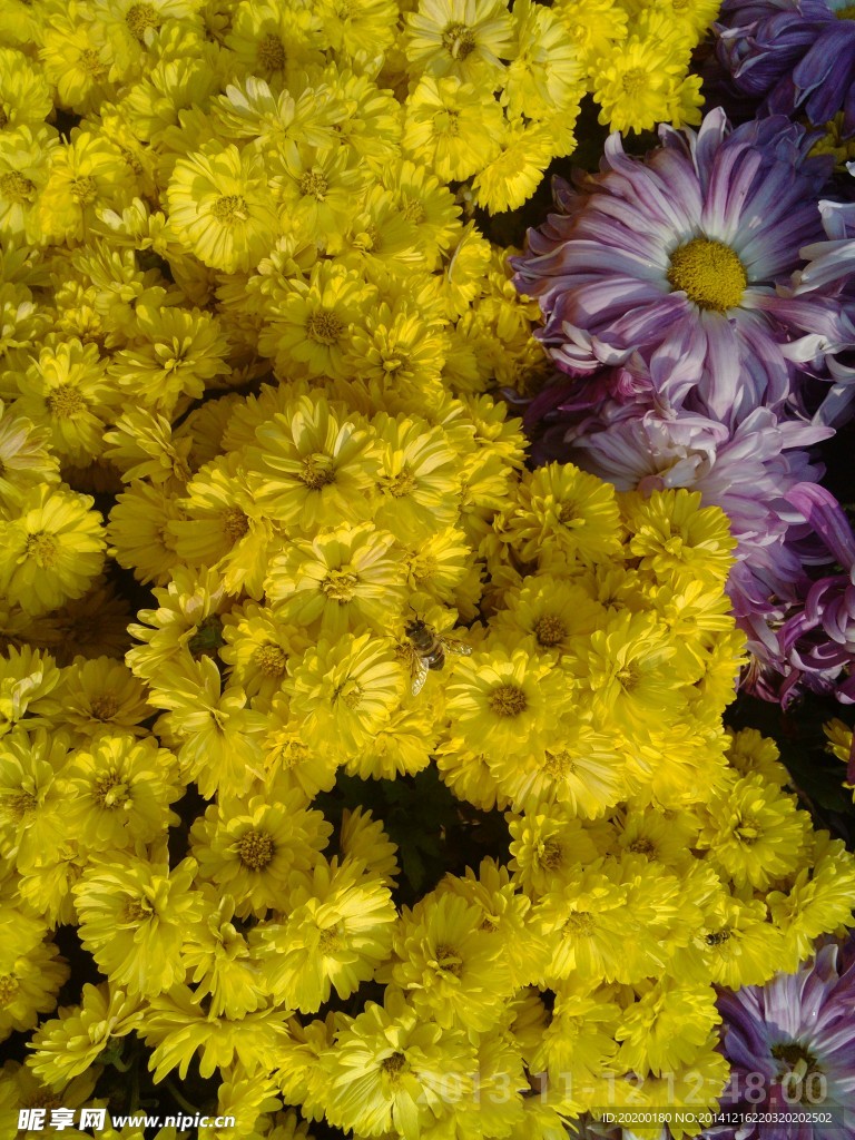 菊花