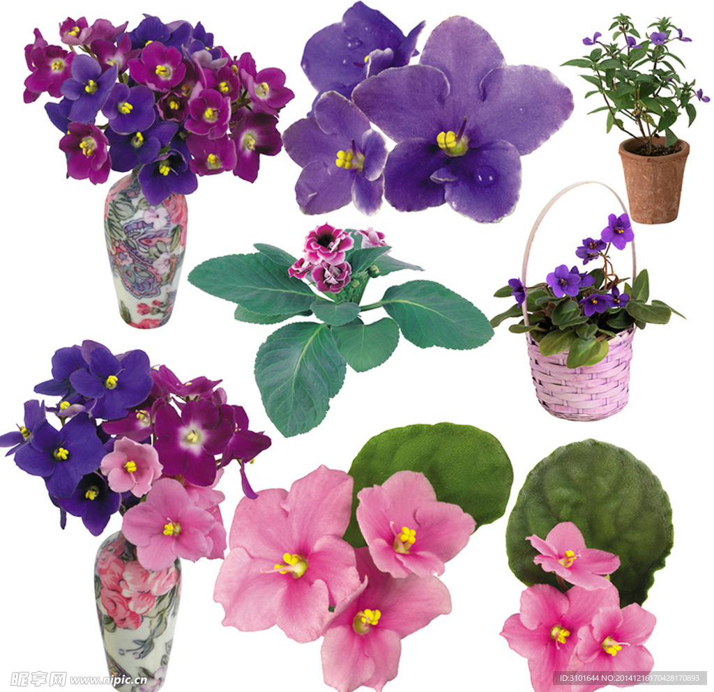 樱草花