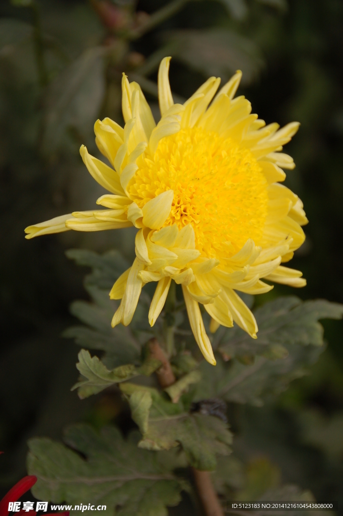 菊花