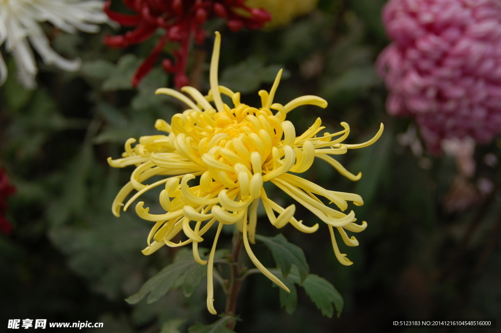 菊花
