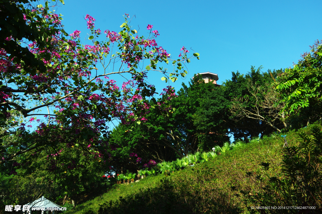 百鸟塔风景