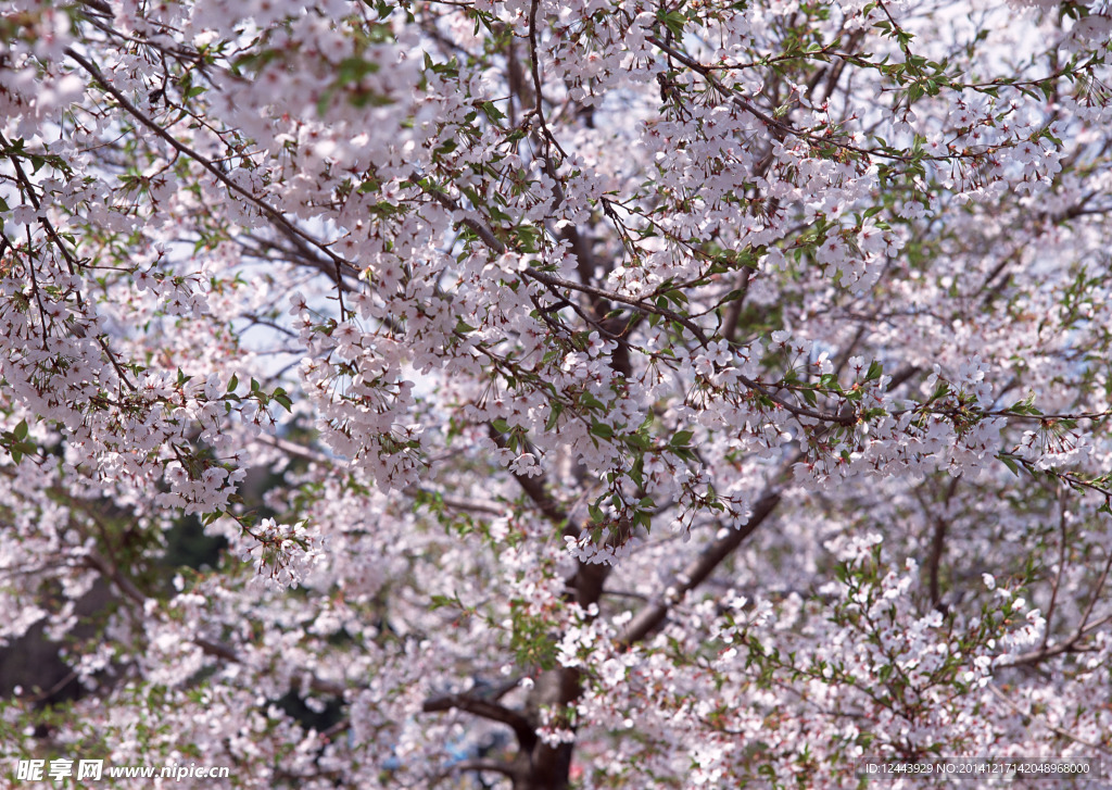 樱花