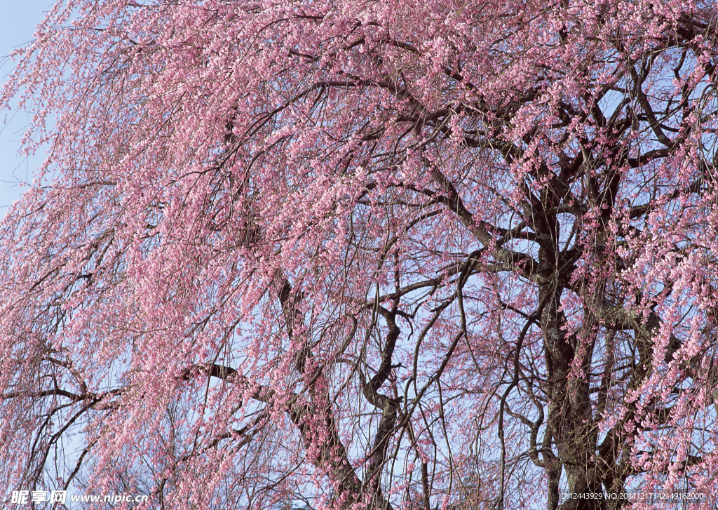 樱花