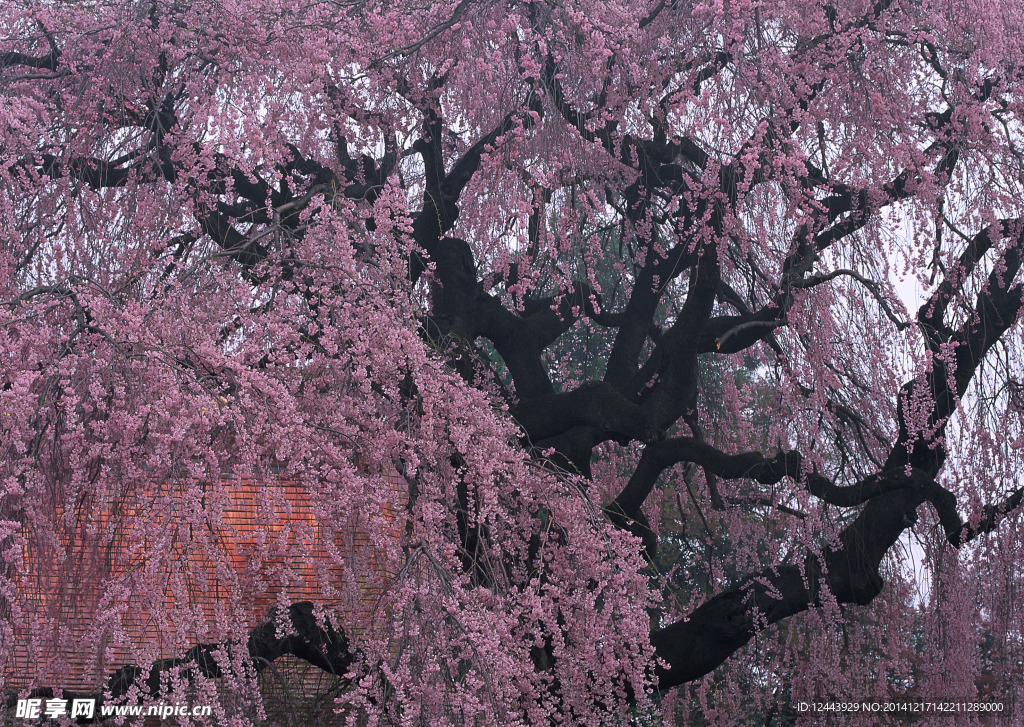 樱花