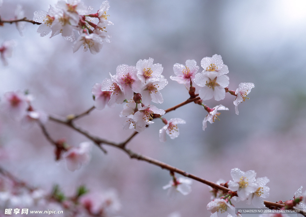 樱花
