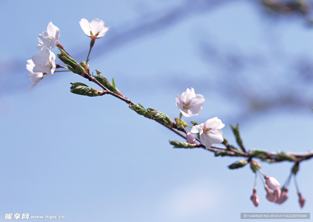 樱花