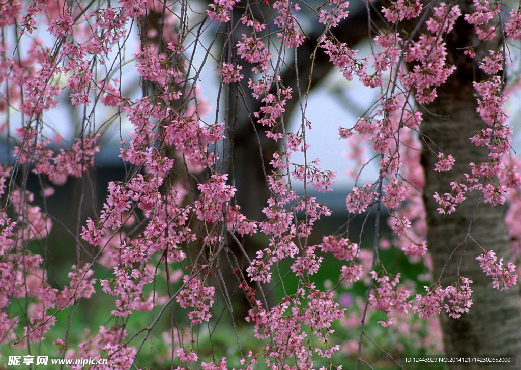 樱花