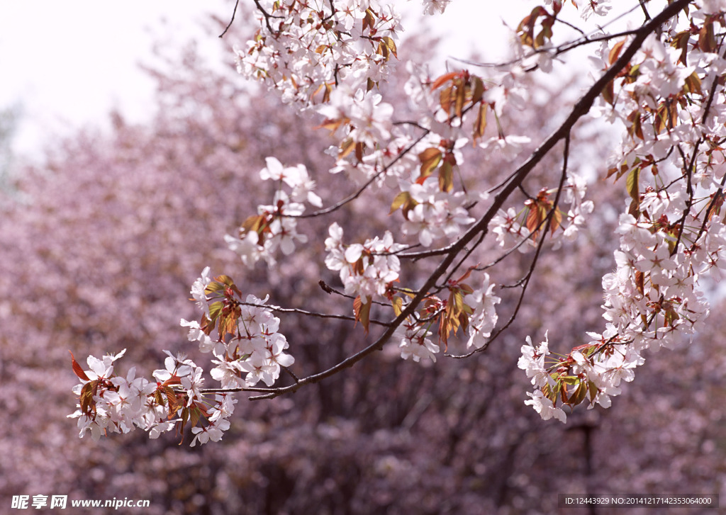 樱花