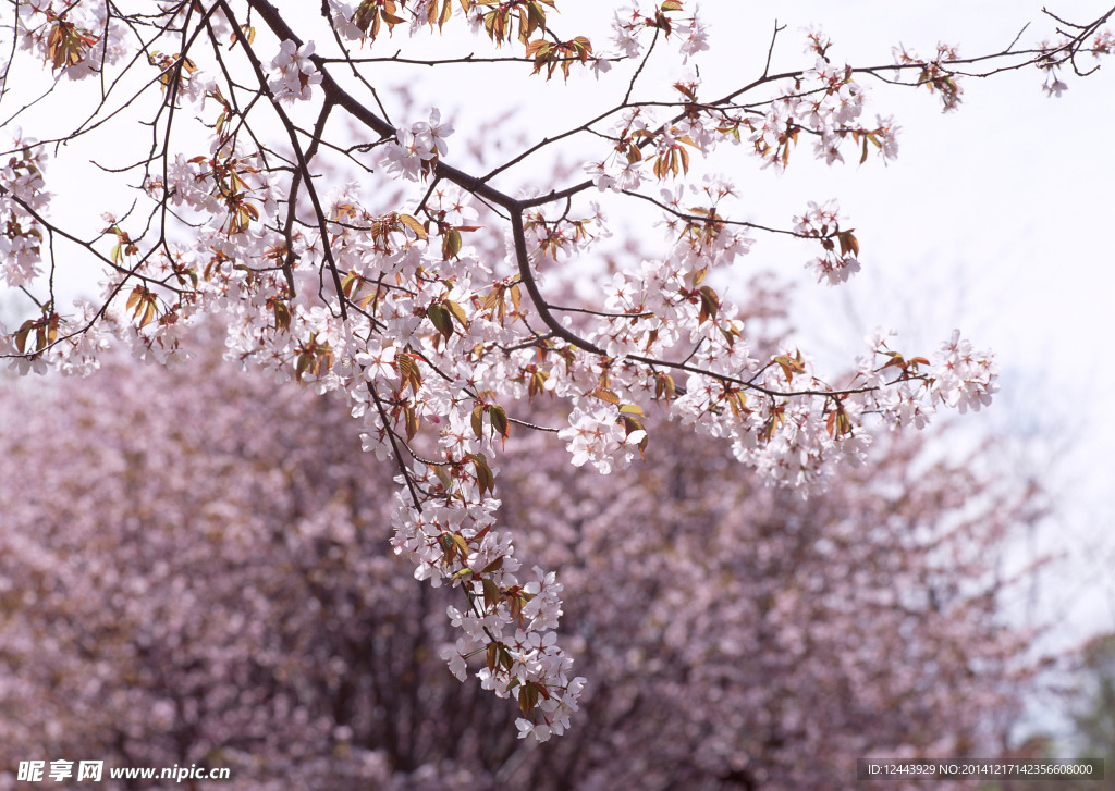 樱花