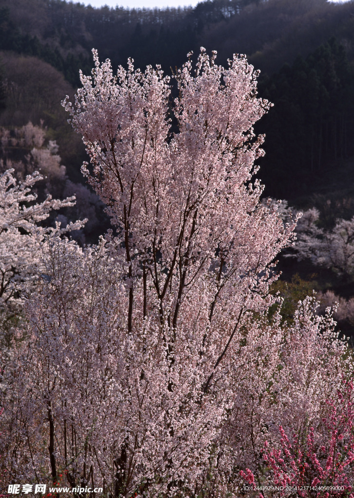 樱花