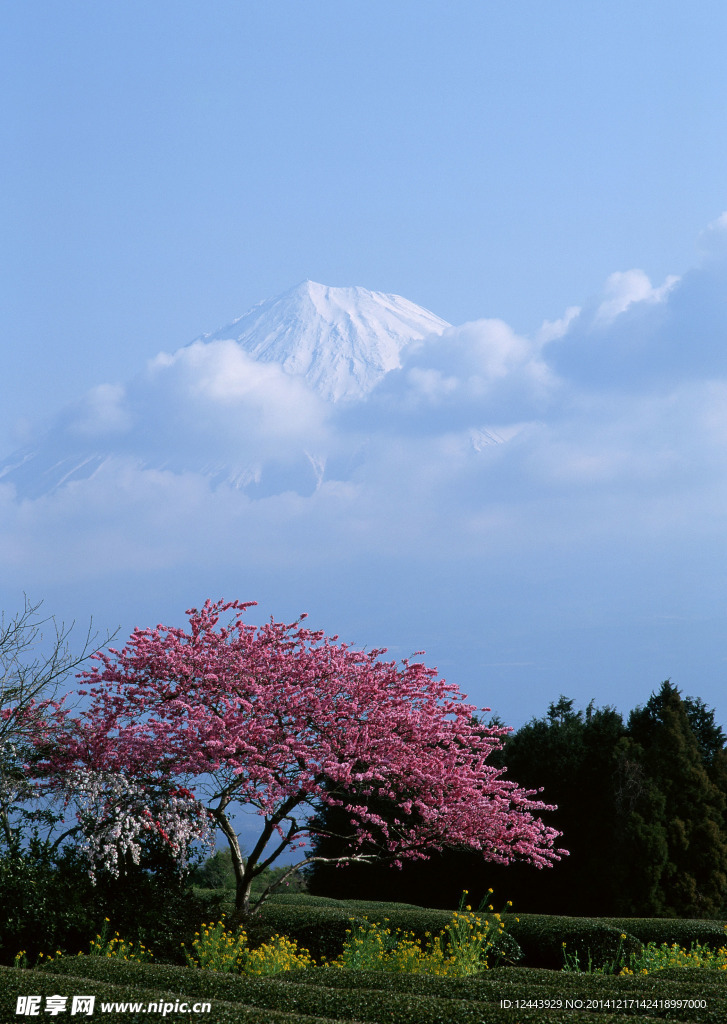 樱花