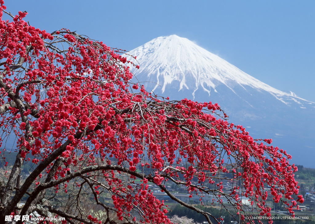 富士山
