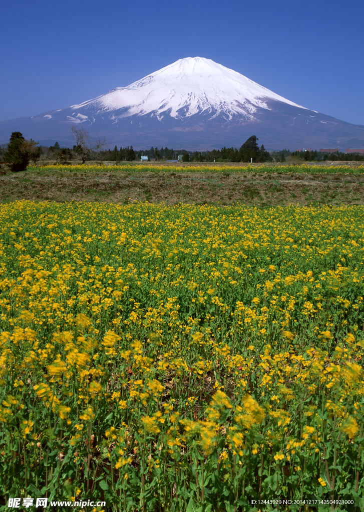 富士山