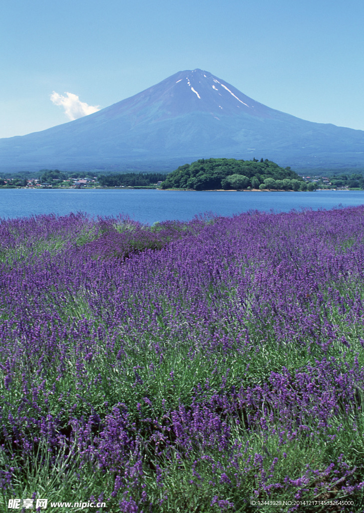 富士山