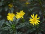 黄色雏菊