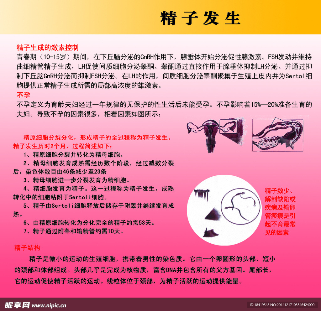 男性知识展板