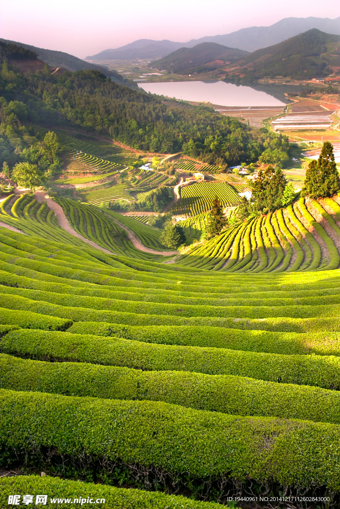 茶园