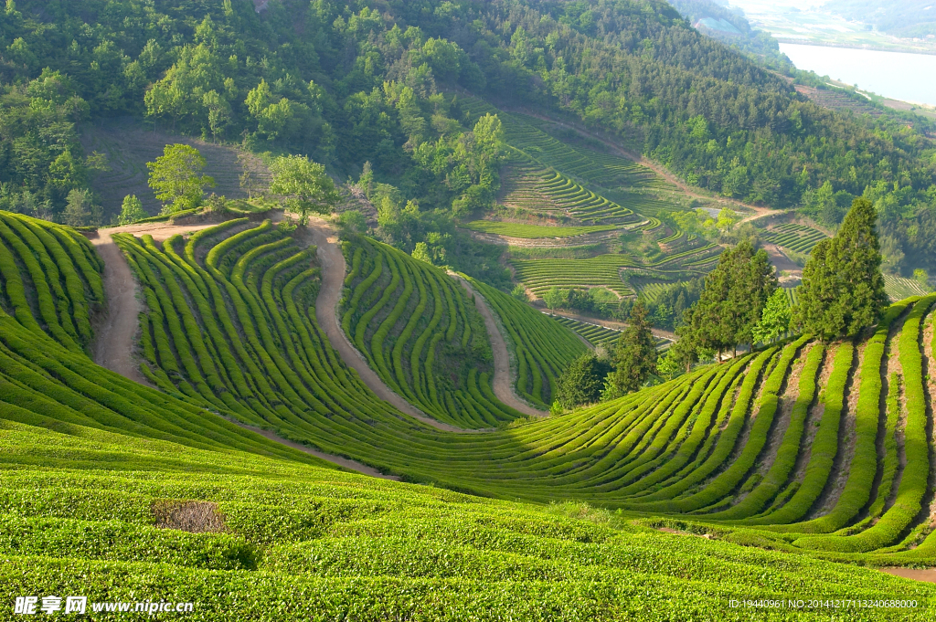 茶园