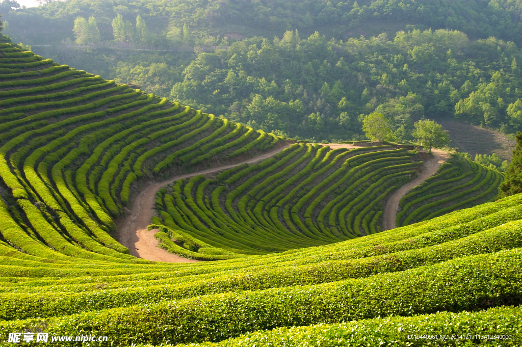 茶园