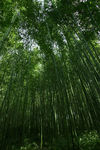 竹林