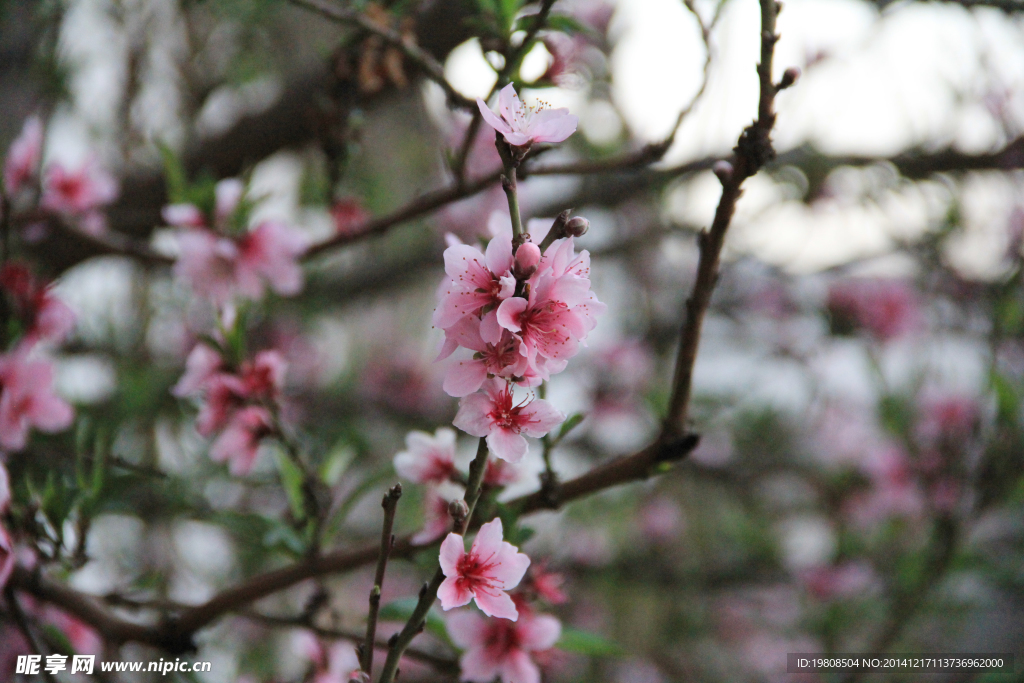 桃花