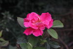 玫瑰花