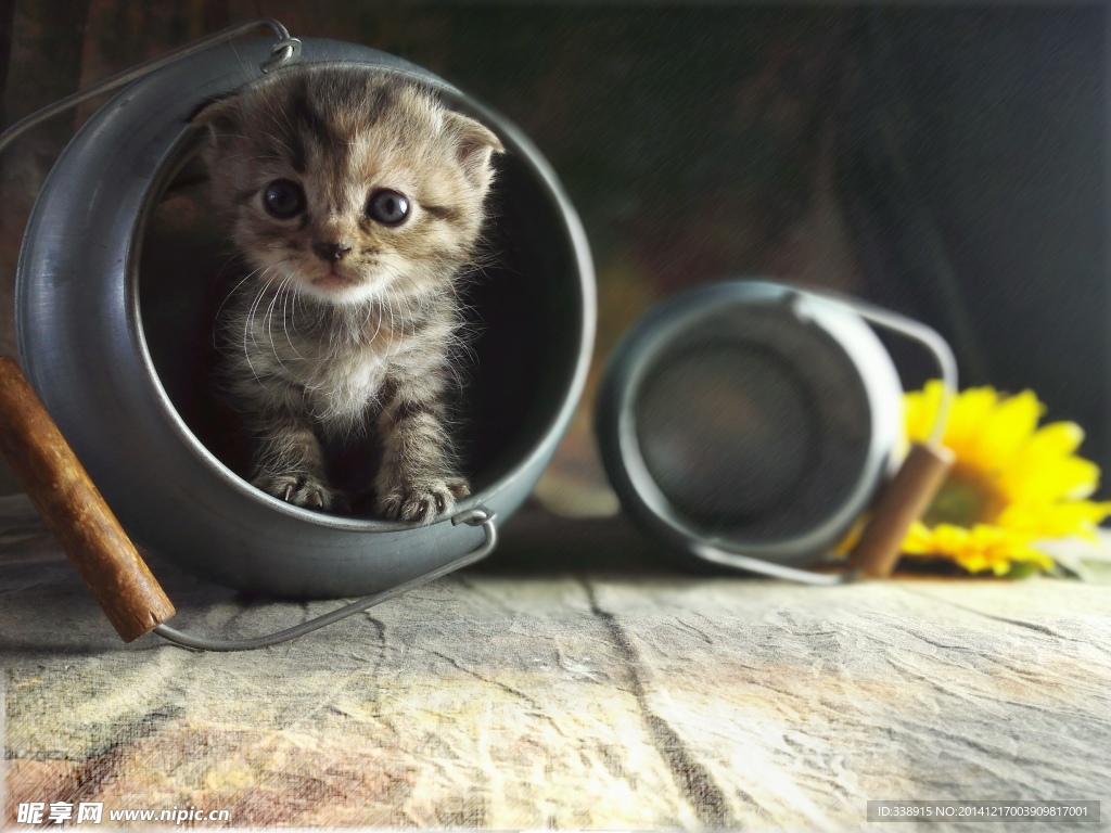 猫