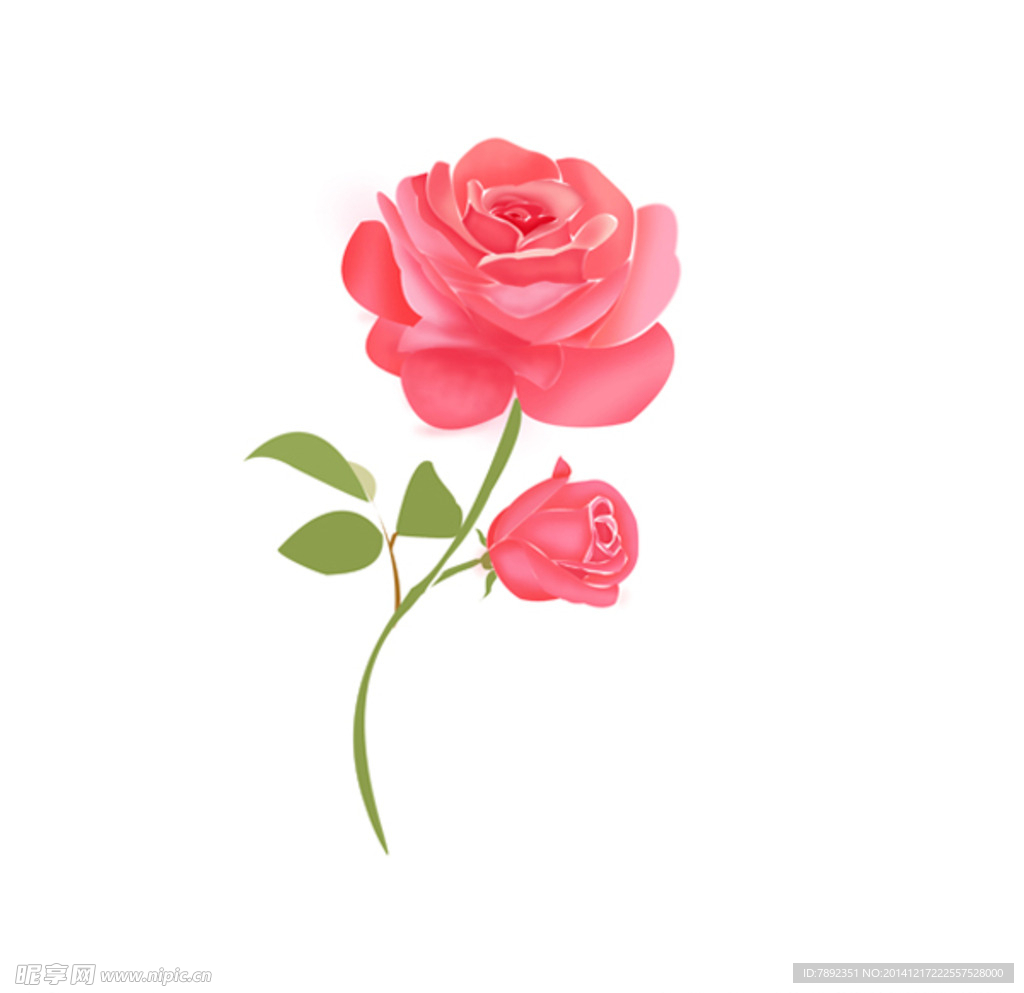 玫瑰花图片