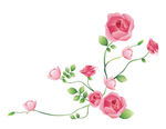 玫瑰花