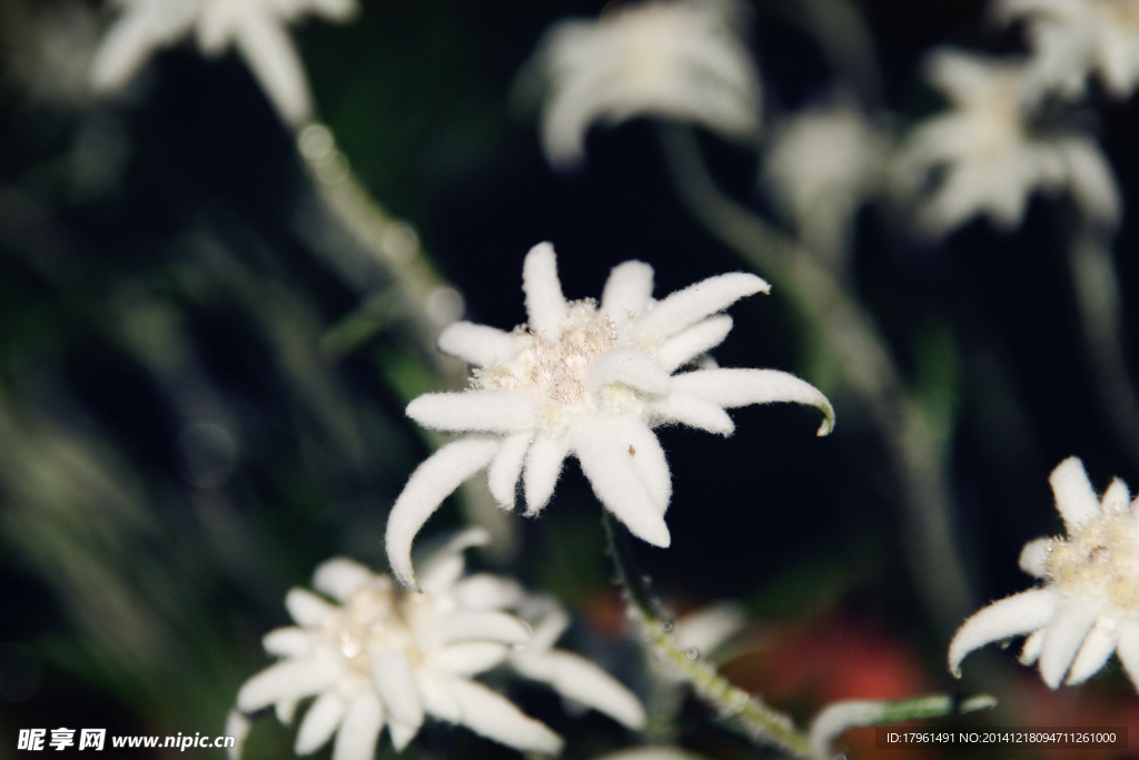 唯美雪绒花