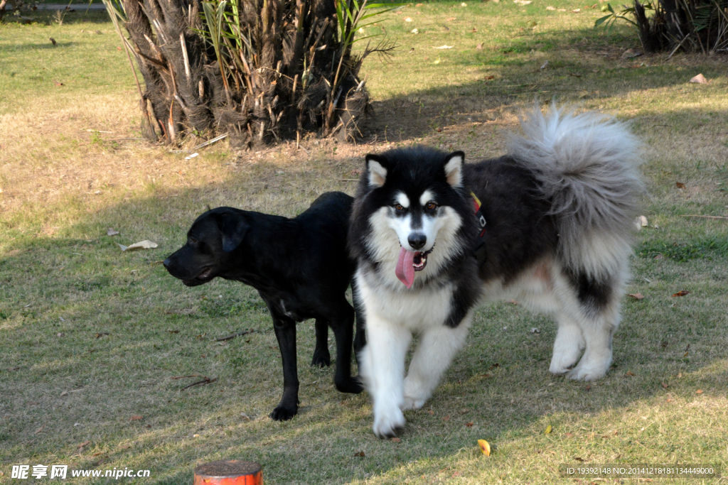 狗