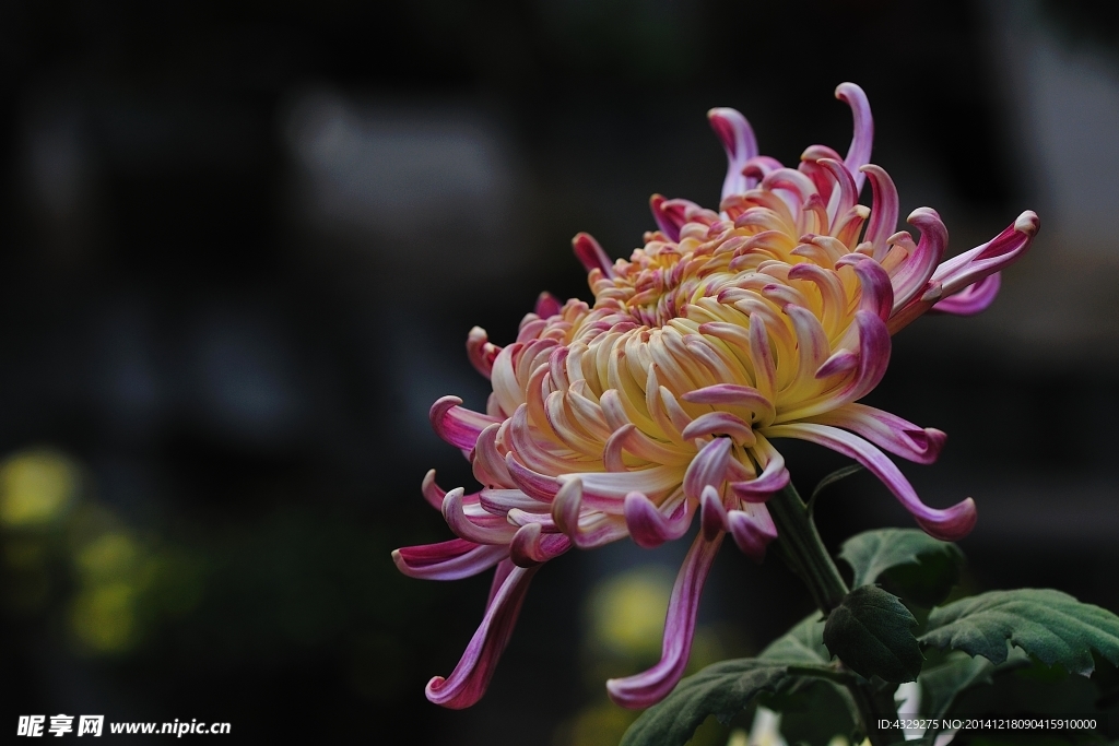 菊花