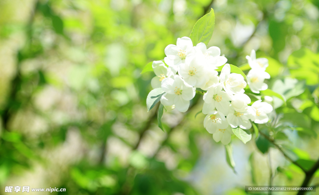 白花