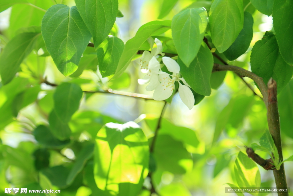 绿叶白花