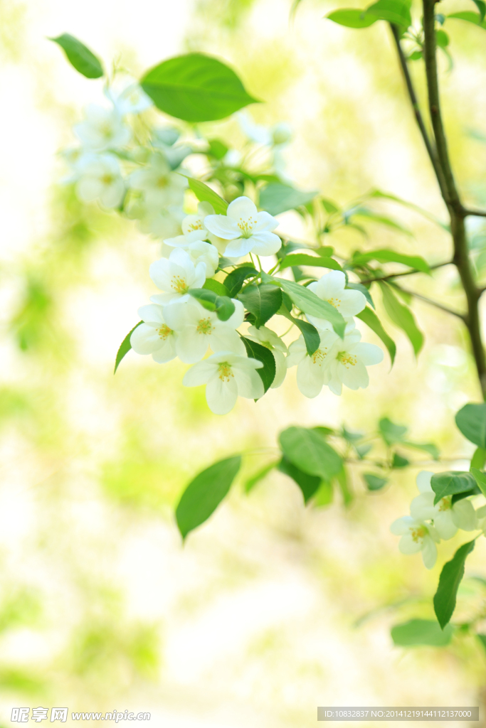 白花