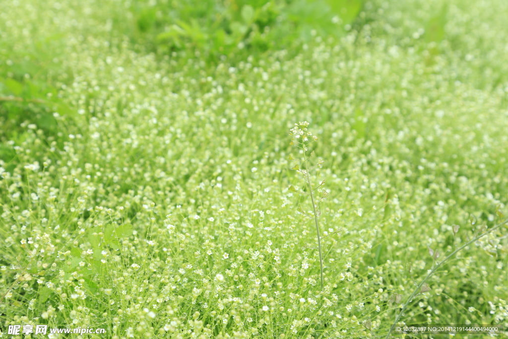 绿草