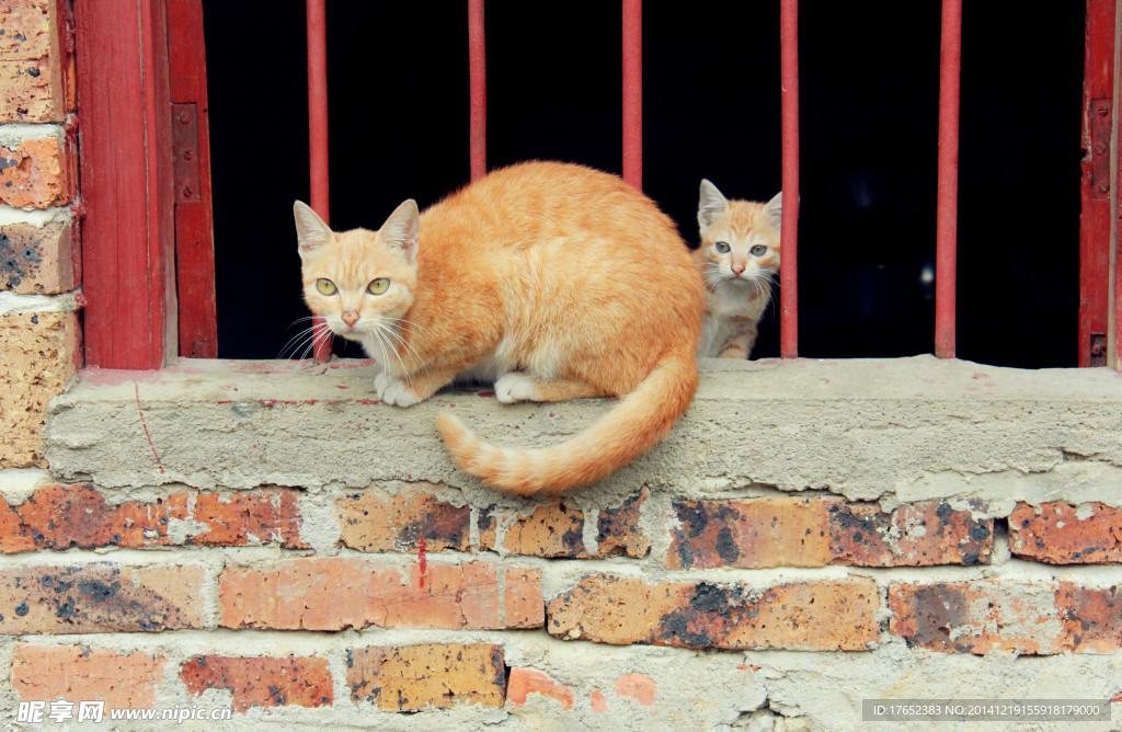 猫咪