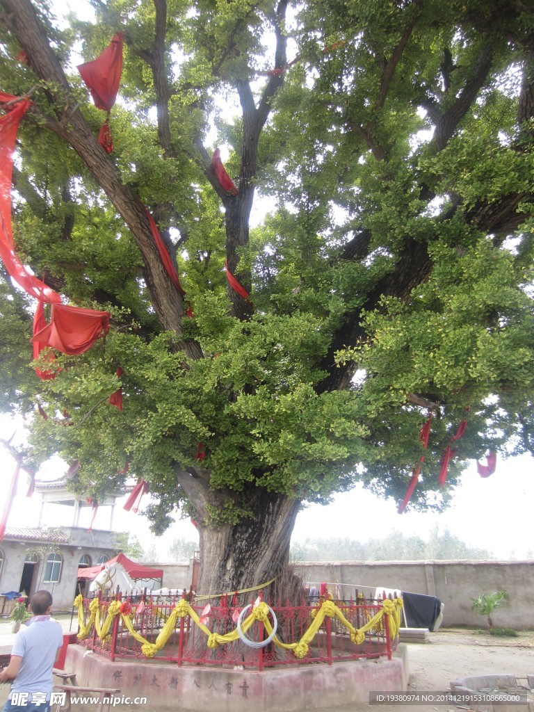 千年白果树