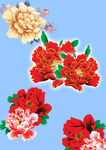 牡丹花 国花
