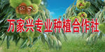 板栗