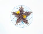 草星插花 花造型设计 插花照片