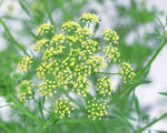 芍药插花 花造型设计 插花照片